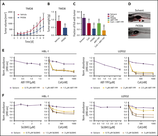 BCL-2 or MCL-1 inhibition synergizes with calcineurin blockade. (A) TMD8 xenograft mice were treated for 5 consecutive days with vehicle (n = 7) or 4 mg/kg FK506 (n = 6) and tumor volume was quantified by caliper measurements. FK506 significantly reduces tumor growth (P = .0093). (B) Average tumor weight of TMD8 xenograft mice after treatment of 9 days with vehicle (n = 7) or FK506 (n = 6). FK506 significantly reduces tumor mass (P = .0058). (C) TMD8 cells were transplanted in zebrafish embryos and tumor formation of treated animals was counted after 3 days by microscopy (n ≥ 20). (D) Representative images of transplanted zebrafish embryos after solvent or FK506 treatment. Arrow indicates the formation of a tumor. The ABC DLBCL cell lines HBL-1 or U2932 were treated with either (E) ABT-199 or (F) the MCL-1 inhibitor S63845 in the absence (left) or presence of CsA (right). Cell survival was quantified by an MTS assay. The combination index for CsA and ABT-199 in HBL-1 and U2932 is ≤0.17 and ≤0.34, respectively. For CsA and S68432, the combination index is ≤0.19 for HBL-1 and ≤0.23 for U2932. The data are representative of (E-F) at least 3 independent experiments. Error bars correspond to the mean ± SD. Statistical significance was calculated using Student t test (*P < .05, **P < .01, ***P < .001).