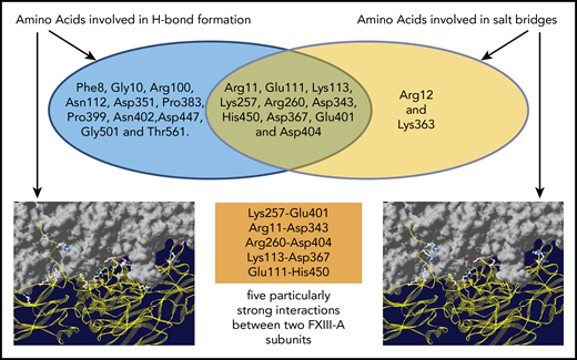 Amino acid residues of the FXIII-A2intersubunit interface involved in intersubunit interactions. Amino acid residues of the FXIII-A monomer shown as yellow ribbon are depicted against the gray space–filled model of the opposite FXIII-A monomer. Ten amino acid residues are involved in salt bridge and H-bond formation and suggested to form 5 particularly strong interactions (highlighted in the orange box) between the two A-subunits.