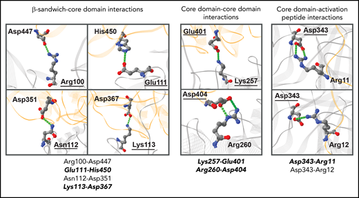 Detailed location of amino acid residues involved in intersubunit interactions. The amino acid residues can be grouped according to their protein domain and mediate interactions (indicated as dashed green lines) between the β-sandwich and core domain, between core domain and core domain, and between the activation peptide and core domain. The protein backbone of the first A-subunit is shown as gray ribbon, and the backbone of the second A-subunit is shown as orange ribbon. The underlined amino acid residues were mutated to disrupt the interactions. The 5 amino acid pairs assumed to form particularly strong interactions are written in bold italic font.