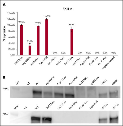 Protein expression of FXIII-A variants. (A) ELISA results showing the expression of the FXIII-A variants relative to the wild-type FXIII-A. Data are shown as the mean from 3 experiments with error bars representing standard deviations. (B) Western blot showing the FXIII-A variants detected with a monoclonal anti–FXIII-A antibody. Controls include a molecular weight marker (MW), lysate from untransfected CHO cells (UT) as negative control, lysate from CHO cells transfected with wild-type FXIII-A (WT), and commercially available rFXIII-A (Zedira) as positive control (20 ng and 50 ng loaded).