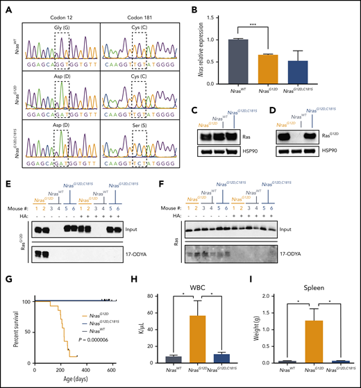 A C181S mutation prevents MPN in homozygous NrasG12Dmice. (A) BM complementary DNA sequencing indicating the positions of the G12D (left) and C181S (right) mutations (n = 3). (B) Nras transcript levels in BM cells (n = 3). (C-D) Representative western blot showing protein levels of total Ras (C) and RasG12D proteins (D) in BM cells (n = 5). Heat shock protein 90 is used as loading control. (E-F) Representative blots showing 17-ODYA labeling of palmitoylated proteins in 2 mice per genotype (out of 3 biological replicates). BM lysates (input) and 17-ODYA–labeled (palmitoylated) proteins were probed with antibodies that detect RasG12D (E) or all Ras isoforms (F). Hydroxylamine (HA) sensitivity confirms that 17-ODYA is added to Ras/RasG12D by S-palmitoylation. (G) Survival analysis of congenic NrasG12D (n = 14), NrasG12D,C181S (n = 12), and WT (n = 5) mice. (H-I) White blood cell (WBC) counts (H) and spleen sizes (I) in 6-month-old animals (n = 5). *P < .05; ***P < .001. Bar graphs show average ± standard error of the mean (SEM).