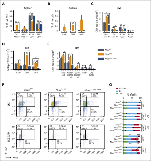 Hematopoietic populations in homozygous NrasG12D,C181Smice. (A-B) Immunophenotyping of splenocytes showing the frequencies of differentiated cells (A; n = 4) and myeloid progenitors (B; n = 5). (C-E) Immunophenotyping of BM subpopulations (n = 5) showing numbers of differentiated cells (C), myeloid progenitors (D), and immature HSPCs (E). The number of cells per femur was calculated by multiplying the frequency of each population by the total femur cell count. (F-G) Cell-cycle analysis in HSPCs (n = 3). The gating strategy for LKS and LKS-SLAM populations and the average values in LKS cells, LKS subsets, and multipotent progenitors (CD48− CD150− LKS cells), respectively. The LKS-SLAM population is composed of CD48− CD150+ LKS cells. *P < .05; **P < .1; ***P < .001. Data are average ± SEM. CMP, common myeloid progenitor; GMP, granulocyte-macrophage progenitor; MEP, megakaryocytic-erythroid progenitor.