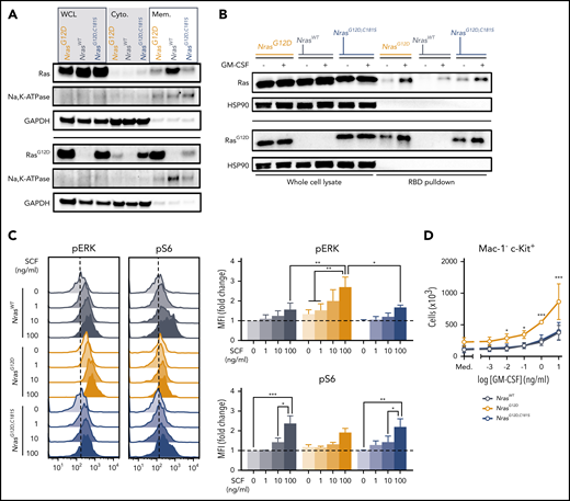 N-RasG12D,C181S mislocalization is associated with normal cytokine responses despite elevated Ras-GTP levels. (A) Levels of total Ras and RasG12D protein in BM whole-cell lysates (WCL), cytoplasmic fraction (Cyto.), and solubilized membrane fraction (Mem.) from a representative western blot (n = 3). Na, K-ATPase, and GAPDH (glyceraldehyde-3-phosphate dehydrogenase) were used as membrane and cytoplasm markers, respectively. (B) Raf binding domain (RBD) pulldown assays (right lanes) were performed to measure Ras-GTP levels in starved (−) or GM-CSF–stimulated (+) Mac-1+ BM cells (n = 3). Heat shock protein 90 was used as loading control. (C) Phospho-flow cytometric analysis of pERK and pS6 in Mac-1− Gr-1− c-Kit+ cells stimulated for 10 minutes with increasing doses of SCF showing representative plots (left) and median fluorescence intensity (MFI) of pERK (top right) and pS6 (bottom right) normalized to starved cells from WT mice. Bar graphs indicate mean ± SEM (n = 4). (D) Proliferation of Mac-1− c-Kit+ cells in response to increasing doses of GM-CSF. Mean ± SEM from 3 biologic replicates. Med., cytokine-free medium. *P < .05; **P < .01; ***P < .001.