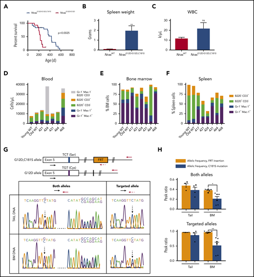 NrasG12D/G12D,C181Smice develop fatal hematologic disease characterized by S181C revertant mutations. (A) Survival of NrasG12D/G12D,C181S mice (n = 24) superimposed on that of the NrasG12D mice shown in Figure 1G. (B-C) Spleen weights (B; n = 6) and WBC counts (C; n = 5) in diseased NrasG12D/G12D,C181S mice compared with WT controls (see supplemental Figure 3). (D-F) Immunophenotypic characterization of red blood cell-lysed blood (D), BM (E), and spleen cells (F) by flow cytometry. (G) In the top panel, schematics indicating the 2 sets of primers used to amplify and sequence either both Nras alleles or the C181S-engineered allele. The bottom panel shows representative data from a diseased mouse with both reduced levels of the G>C (C181S) mutation in BM DNA and preservation of the FRT sequence. (H) Allelic frequency of the FRT sequence and the C181S mutation in the tail DNA and BM DNA amplified with primers indicated in panel G. Each symbol corresponds to an individual mouse. Bars are average ± SEM. *P < .05; **P < .1. ns, not significant.