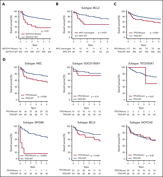 OS of the de novo DLBCL NOS R-CHOP–treated patients (n = 579), stratified according to a selection of genetic features. (A) NOTCH1 mutation. (B) MYC rearrangement status in the subset of patients belonging to the BCL2 Akaike information criterion subtype. (C) TP53 mutation or homozygous deletion. (D) The effect of TP53 mutation or homozygous deletion in each genetic subtype.
