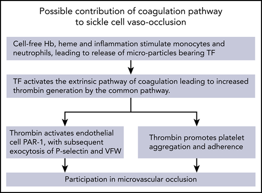 Potential involvement of tissue factor, thrombin and endothelial PAR-1 in vaso-occlusion in sickle cell disease. Hb, hemoglobin; TF, tissue factor; VWF, von Willebrand factor.