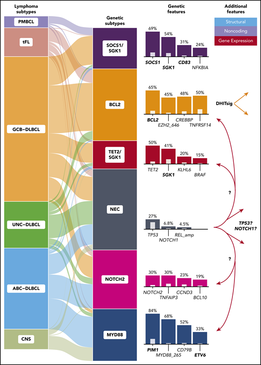 The DLBCL subtypes and molecular subgroups (left) form clusters with imbalanced representation of COO and other aggressive B-cell lymphomas (middle). Genes most frequently mutated in each cluster are indicated (right, colored bars) along with their relative enrichment when compared with the other groups (inner bars). For genes affected by aSHM (boldface), the presence of any coding or noncoding mutation was used for clustering. Three of these clusters closely resemble those identified previously: the germinal center B-cell (GCB)-enriched BCL2 cluster (or EZB/C3) and the activated B-cell (ABC)-predominant MYD88 cluster (MCD/C5), and the NOTCH2 cluster, which was also previously identified (BN2/C1) and comprises a balance of COO subgroups. The NEC cluster represents tumors lacking sufficient features to allow inclusion elsewhere. The TET2/SGK1 and SOCS1/SGK1 clusters were both newly identified and are both enriched for SGK1 mutations. DHITsig indicates GCB-DLBCL either positive or negative for the double-hit gene expression signature.10 CNS, central nervous system; tFL, transformed follicular lymphoma; UNC, unclassifiable.