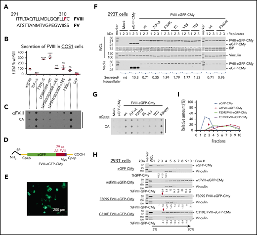 A short amino acid motif in the A1 domain seeds FVIII aggregation. (A) Homology between human FVIII and FV is shown between aa 291 and 310, with FVIII-F309 highlighted in red. (B-C) Mutations in the FVIII A1 domain exhibit different secretion efficiencies. COS-1 cells were transfected with expression vectors encoding single or multiple FVIII A1 mutations. 7LF>A has 7 Phe or Leu mutations to Ala underlined in panel A. At 48 hours after transfection, intracellular and secreted FVIII antigen were measured by ELISA. (B) Secreted FVIII relative to wtFVIII is shown as mean plus or minus standard deviation (SD) from biological triplicates. The results represented are from 1 experiment where similar results were reproducible in HepG2 cells (supplemental Figure 5). Statistical differences compared with wtFVIII were quantified by 1-way ANOVA using GraphPad Prism software: ****P < .0001; ***P < .001. Black bars represent biological replicates. (C) Lysates from transfected cells (the same as in panel B) were filtered through CA membranes to measure FVIII retention. (D-G) Seventy-nine amino acid seed FVIII aggregation. (D) Schematic structure is shown for FVIII-eGFP-CMy chimeras. The FVIII 79 aa were inserted in frame downstream of eGFP and upstream of the human proinsulin C peptide (Cpep) with a Myc tag (eGFP-CMy). The Myc tag is highlighted in purple and human Cpep is in yellow. (E) wtFVIII-eGFP-CMy–transfected cells were analyzed by fluorescence microscopy (fluorescence from enhanced green fluorescence protein; scale bar, 200 μm). (F-G) Mutations within 79 aa exhibit different FVIII-eGFP-CMy secretion and aggregation. (F) Intracellular and secreted FVIII-eGFP-CMy from 293T cells expressing wtFVIII-eGFP-CMy or different mutants (wt, 7LF>A, F309S, ES, VES, TES, and F306W) was analyzed by western blotting using Cpep antibody. The same membranes were probed with BiP and vinculin antibodies. Relative protein secretion vs intracellular protein is shown from 1 experiment with biological triplicates. (G) The protein samples in panel F were analyzed by filtration on CA membranes and probing with Cpep antibody. Similar results were observed in HepG2-transfected cells (supplemental Figure 7). (H-I) wtFVIII-eGFP-CMy forms HMW complexes. Cell lysates from 293T cells expressing wtFVIII-eGFP-CMy or mutant FVIII-eGFP-CMy were subjected to 5% to 20% sucrose gradient sedimentation. Proteins from fractions 1 to 10 were analyzed by western blot using Cpep antibody. The membrane was probed with vinculin antibody for loading control. The proportion of protein in each fraction is indicated as a percentage of total and plotted in panel I. Red arrows indicate migration of soluble forms of F309S FVIII-eGFP-CMy and Cys310Glu mutation of FVIII-eGFP-CMy (C310E FVIII-eGFP-CMy). A similar finding was observed in HepG2-transfected cells (supplemental Figure 9). Frxn, fraction; nd, not determined; SP, the proinsulin signal peptide; WCL, whole-cell lysate.