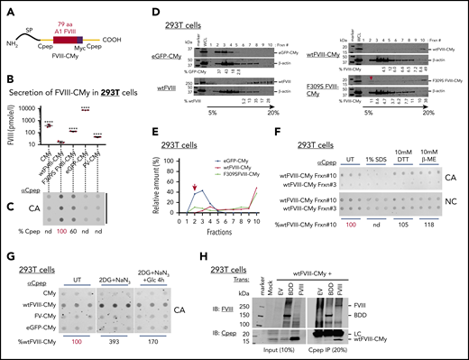 Seventy-nine amino acids from FVIII mediate Cpep-reversible aggregation upon restoration of Glc metabolism. (A) Schematic shows structure of the FVIII 79 aa inserted in frame upstream of the human proinsulin C peptide (Cpep) with a Myc tag to generate wtFVIII-CMy. Cys329 at the carboxy terminus of the 79 aa in the FVIII A1 domain was mutated to Gly to prevent aberrant disulfide bond formation (supplemental Figure 6A). (B-C) Seventy-nine amino acids from FVIII cause Cpep aggregation. 293T cells were transfected with indicated expression plasmids. (B) At 48 hours posttransfection, culture media was analyzed by Cpep ELISA and results presented secreted Cpep as mean plus or minus SD on log10 scale. Statistical analysis of secretion compared with wtFVIII-Cpep was performed by 1-way ANOVA using GraphPad Prism software. ****P < .0001. (C) At 48 hours posttransfection, cell lysates were analyzed for retention on CA membranes by probing with Cpep antibody. Data shown are from a representative experiment with biological triplicates. eGFP-CMy and FV-CMy, constructed as similar as the FVIII-CMy chimera, transfection was included as another control. (D) wtFVIII-Cpep forms in HMW complexes. Cell lysates from 293T expressing wtFVIII-CMy, F309S FVIII-CMy, and eGFP-CMy were analyzed by 5% to 20% sucrose gradient sedimentation as in Figure 3H. Protein samples from 1 to 10 fractions were analyzed by western blotting using Cpep antibody. Sucrose gradient sedimentation of cell lysate from wtFVIII-transfected cells was performed in parallel. (E) The proportion of protein in each fraction is indicated as a percentage of total. Red arrows in panels D and E indicate migration of soluble forms of F309S FVIII-CMy. (F) wtFVIII-CMy aggregation is mediated by hydrophobic interactions but not disulfide cross-links. Sucrose gradient fractions 3 and 10 were treated with/without 1% SDS or with reducing agents (10 mM DTT or 10 mM β-ME) before CA filtration and probing with Cpep antibody. Blue bars represent technical triplicates. The percentage of FVIII on CA membranes is shown as relative to untreated (UT). (G) Aggregation of wtFVIII-CMy is reversible and requires Glc. 293T cells expressing either CMy, wtFVIII-CMy, FV-CMy, or eGFP-CMy were untreated or treated with Glc-free Dulbecco's Modified Eagles Medium (DMEM) containing 20 mM 2DG and 10 mM NaN3 for 2.5 hours. For repletion, the 2DG and NaN3–containing medium was replaced with DMEM (25 mM glucose) and cells were cultured 4 hours. Finally, cell lysates were filtered through CA and NC membranes and probed with Cpep antibody. Blue bars = technical triplicates. The percentage of aggregated wtFVIII-CMy is relative to untreated. (H) wtFVIII-CMy specifically interacts with BDD and wtFVIII. Cell lysates from cells cotransfected with wtFVIII-CMy and wtFVIII or BDD-FVIII were immunoprecipitated with Cpep antibody. Both input and Cpep-immunoprecipitated protein were analyzed by western blot probed by FVIII antibody (Baxter) and Cpep antibody. EV, empty vector; Frxn, fraction; SP, proinsulin signal peptide.