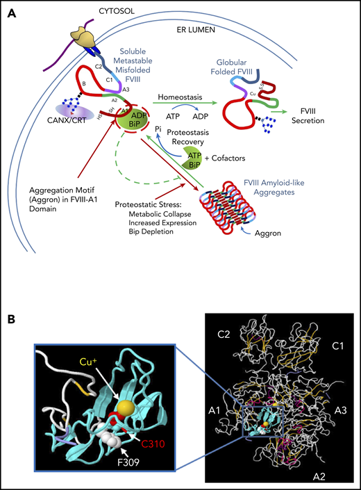 Models depict mechanism for reversible FVIII amyloid formation and for impact of F309S mutation on FVIII structure. (A) BiP regulates reversible FVIII amyloidogenesis in the ER lumen. Once nascent FVIII (A1-A2-B-A3-C1-C2) translocates into the ER lumen, it undergoes N-linked core oligosaccharide addition and disulfide bond formation. Glycosylated FVIII subsequently interacts with the lectin chaperones CANX/CRT and the peptide-binding protein BiP. BiP binds FVIII within a short sequence aggregating motif (Aggron) in the A1 domain to facilitate folding by preventing aggregation and stabilizing soluble misfolded, but folding-competent, FVIII. Upon release from CANX/CRT correctly folded FVIII (soluble) traffics to the Golgi compartment. Glc supplementation produces ATP by glycolysis to activate the BiP ATPase cycle (client binding and release57) that stimulates FVIII disaggregation and BiP release for FVIII folding and secretion as a functional clotting factor. Under proteostatic stress, such as increased FVIII expression, metabolic collapse or BiP depletion, FVIII misfolds and forms amyloid-like fibrils due to antiparallel β-sheet polymerization initiated by the Aggron (aa 253-331) in the FVIII A1 domain. The Aggron- and BiP-binding site in the A1 domain overlap is indicated by the red circle. Red lines depict pathways of aggregation; green lines depict productive folding. (B) F309S reduces amyloidogenesis as well as Cu+ interaction with C310. The 3-dimensional FVIII structure (A1-A2-A3-C1-C2 domains)16,17 is shown where the 79 aa (residues 253-331) in the A1 domain are colored cyan also showing the phenylalanine (F, white) residue 309 and cysteine (C, red) residue 310 in the A1 domain. The Cu+ ions in the A1 and A3 domains are colored yellow. This predicted FVIII crystal structure was processed using Jsmol software. We propose that the hydrophobic patch aa 253-331 enforces tight Cu+ interaction with C310. Mutation of F309S (S being the homologus residue in FV that does not ligand copper ion) reduces FVIII aggregation and increases secretion. From the FVIII crystal structure, mutant F309S replaces a large hydrophobic side chain with a smaller polar one. Therefore, F309 FVIII would bind copper ion more avidly than S309 FVIII, although at the same time increasing aggregation propensity. ADP, adenosine 5′-diphosphate; HS/SH, thiols; Pi, phosphate.