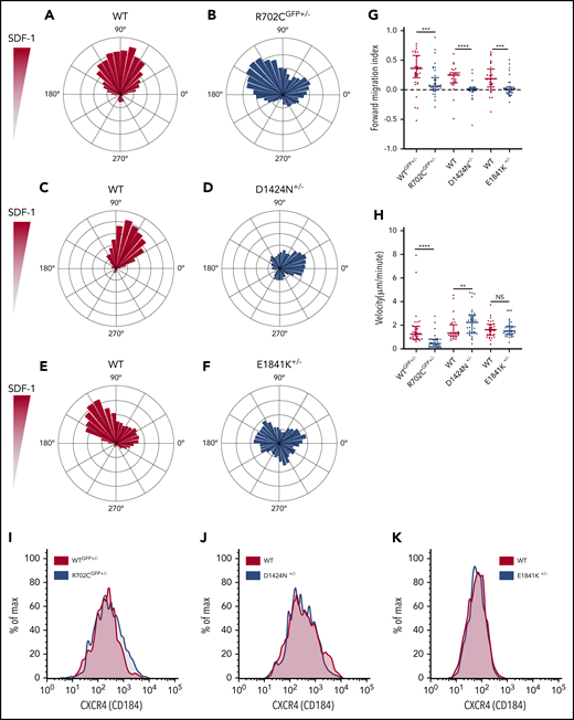 MKs with Myh9-RD mutations have defective migration patterns in SDF-1 gradients. (A-F) Wind-rose plots of WT and Myh9-RD mutant MKs toward SDF-1. The length of each leaflet represents the migration trajectory as percentage of cells (WTGFP+/−, n = 34; R702CGFP+/−, n = 40; WT, n = 30; D1424N+/−, n = 42; WT, n = 31; E1841K+/−, n = 36). For cell migration assays, live-cell imaging was performed at 37°C and 5% CO2 with an achromat ×10 (NA, 0.25) objective of a Nikon Eclipse TE200 microscope. Images were taken with a CoolSnap HQ2 camera with Metamorph software (Molecular Devices). (G) Scatterplots representing median and interquartile range of the distribution for forward migration indices of WT and mutant MKs up the SDF-1 gradient. Directional migration is indicated by values >0.1. (H) Scatterplots representing median distribution of MK velocities for WT and mutants. NS, not significant. (I-K) Representative histograms from 3 mice of each genotype showing the surface expression of CXCR4 on MKs by flow cytometry. **P ≤ .01; ***P ≤ .001; ****P ≤ .0001.