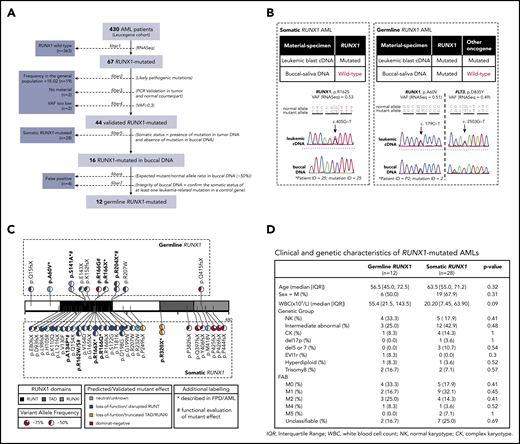 AML patients from Leucegene cohort carrying germline and somatic RUNX1 mutations. (A) Pipeline used for the identification of germline and somatic RUNX1 mutations. (B) Sequencing chromatograms of leukemic complementary DNA (cDNA)/normal DNA pairs covering mutation sites for RUNX1 and control oncogene. Refer to supplemental Figures 1 and 2 for a complete analysis of leukemic/normal DNA pairs. (C) Primary structure of RUNX1 protein with identified germline mutations (upper panel) and somatic mutations (lower panel). Pie charts show VAF for each mutation, as revealed by RNA-sequencing. Predicted effect of mutation on protein function was determined by prediction tools when not previously described in functional studies and it is depicted by the color scheme. Mutations that have been validated in functional studies are highlighted in bold type and are marked with a pound sign (#); mutations that have been described in RUNX1-FPD pedigrees are highlighted in bold type and are marked with an asterisk (*). Refer to supplemental Table 6 for the references to such studies. Protein domains and mutation positions are based on isoform NP_001745.2. RUNT: 85-206, TAD: 318-398, RUNXI: 389-480. (D) Clinical and genetic characteristics of AML patients with germline and somatic RUNX1 mutations. C, complex karyotype; FAB, French-American-British; IQR, interquartile range; M, male; NK, normal karyotype; PCR, polymerase chain reaction; WBC, white blood cell count.