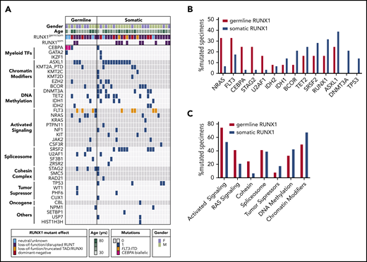 Mutational profile of primary AML cells with germline RUNX1mut shows enrichment of activated signaling pathway. (A) Mutation grid of RUNX1-mutated primary AML specimens showing 1 patient sample per column. Samples are grouped according to their RUNX1 mutation germinal status. Co-occurring mutated genes are shown in each row and are grouped by gene ontology. Enrichment between comparison groups was calculated using the Fisher’s exact test. Distribution of the most frequent mutated genes (B) and mutated groups (C) in germline and somatic RUNX1 patient cohorts. TF, transcription factor.