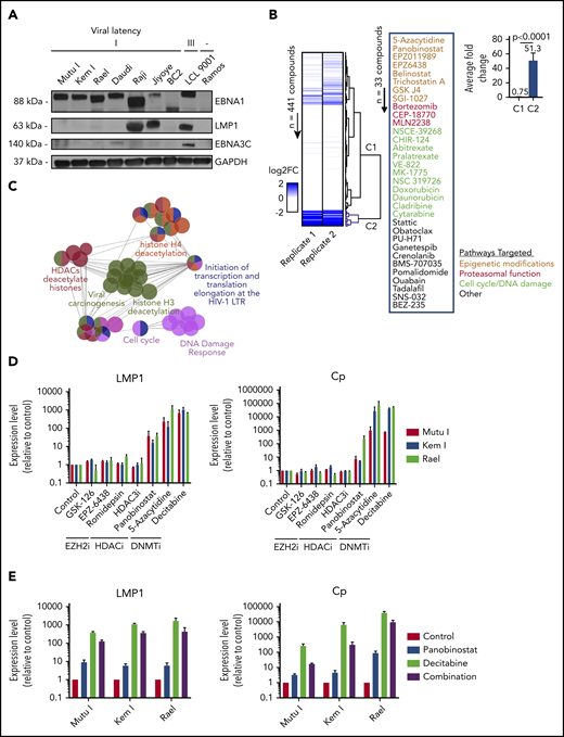 High-throughput drug screen identifies pharmacologic agents that induce latency III antigen expression. (A) Immunoblot of BL cell lines to characterize latency. BC2, latency I control; LCL 9001, latency III control; Ramos, EBV− control. (B) Heatmap showing the fold change in LMP1 for 2 replicates across 441 compounds. Dendrogram branches on the right illustrate groupings based on unsupervised clustering, highlighting a cluster of 33 compounds inducing a greater than twofold change in both replicates (blue branches). Inset shows the list of 33 compounds grouped based on similarity of pathway targets. (C) Network plot showing the pathway enrichments based on drug targets. Each node denotes a subpathway, with colors delineating pathway groupings (see table). Nodes with multiple colors denote shared pathway groupings. (D) Focused screen of epigenetic modifying agents. qRT-PCR for LMP1 and Cp promoter transcripts in cells treated with drug vs vehicle control for 48 hours. Data are shown as fold change in treated cells compared with vehicle control. Experiments were performed in duplicate. Drug doses were as follows: GSK-126, 5 μM; EPZ-6438, 5 μM; romidepsin, 0.25 nM; HDAC3i, 5 μM; panobinostat, 100 nM; 5-azacytidine, 4 μM; and decitabine, 1 μM. (E) Combination treatment with panobinostat and decitabine. qRT-PCR for LMP1 and Cp transcripts in cells treated with vehicle, panobinostat alone (100 nM), decitabine alone (1 μM), or combination. Experiments were performed in triplicate. Error bars represent standard error of the mean (SEM). DNMTi, DNA methyltransferase inhibitor; EZH2i, EZH2 inhibitor; FC, fold change; HDAC, histone deacetylase; HDACi, histone deacetylase inhibitor; LTR, long terminal repeat.