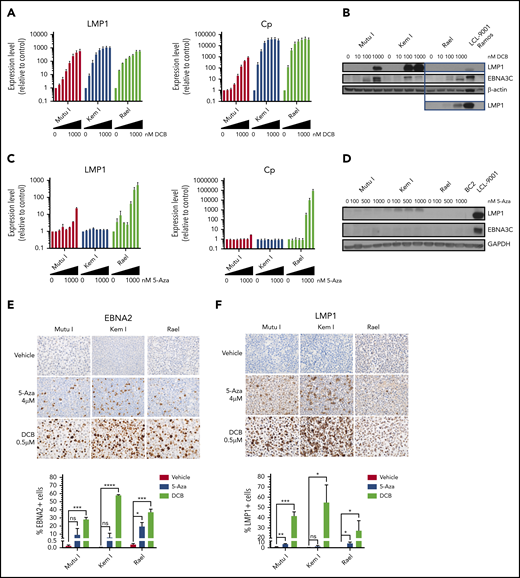 Hypomethylating agents induce immunogenic EBV antigens. (A,C) qRT-PCR for LMP1 and Cp promoter in cells treated with drug (decitabine or 5-azacytidine) vs vehicle control for 48 hours at the following doses listed from left to right: vehicle, 10, 25, 50, 100, 250, 500, and 1000 nM. Data are shown as fold change in treated cells compared with vehicle control. Experiments were performed in triplicate. Error bars represent SEM. (B,D) Immunoblot for viral proteins as indicated. BL cells were incubated with drug at the indicated doses for 48 hours. LCL-9001 is a latency III positive control. BC2 is a latency I control. Ramos is an EBV− BL used as a negative control. Lower panel in B represents a longer exposure time for LMP1. (E-F) Immunohistochemistry for EBNA2 and LMP1 in cell blocks generated from Mutu I, Kem I, and Rael cells treated as indicated. Cells were exposed to 5-azacytidine at 4 µM, decitabine at 500 nM, or vehicle control for 48 hours. Experiments were performed in triplicate. Representative images were obtained on an Olympus BX 43 microscope (Camera, Jenoptik ProgResCF; software, ProgRes Mac Capture Pro, 2013. Original magnification ×600 with a 60/0.80 objective lens). (G-F) Image quantification using HALO (Indica labs). Error bars represent SEM. *P < .05, **P < .01, ***P < .001, ****P < .0001. 5-Aza, 5-azacytidine; DCB, decitabine; ns, not significant.