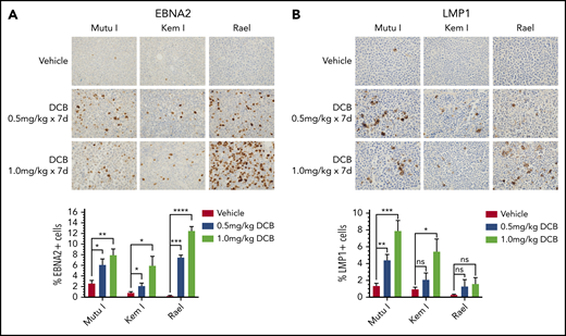 Decitabine induces expression of viral antigens in BL xenograft models. (A-B) Immunohistochemistry for EBNA2 and LMP1 in tumors obtained from Mutu I, Kem I, or Rael xenograft mice as indicated. Experiments were performed with 6 mice per condition per cell line for each of the following conditions: vehicle treatment, decitabine 0.5 mg/kg intraperitoneally daily, and decitabine 1 mg/kg intraperitoneally daily. Representative images were obtained on an Olympus BX 43 microscope (Camera, Jenoptik ProgResCF; software, ProgRes Mac Capture Pro, 2013). Original magnification ×600 with a 60/0.80 objective lens. (C-D) Image quantification using HALO (Indica labs). Error bars represent SEM. *P < .05, ** P < .01, ***P < .001, ****P < .0001.