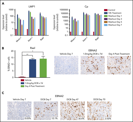 Decitabine induction of viral antigens persists after removal of drug. (A) qRT-PCR for LMP1 and Cp in cells treated with 250 nM decitabine vs vehicle control for 72 hours and then evaluated after removal of drug at the indicated time points. Data are shown as fold change in treated cells compared with vehicle control. Experiments were performed in triplicate. Error bars represent SEM. (B) Quantification of EBNA2+ cells by IHC in Rael xenograft tumors as indicated. Error bars represent SEM. *P < .05, **P < .01. (C) IHC for EBNA2 on Rael xenograft tumors after treatment with decitabine or vehicle at the specified time points. Mice were treated with decitabine or vehicle control and then evaluated immediately after treatment (n = 4), 4 days after discontinuation of drug (n = 4), or at the time of sacrifice due to progressive tumor (n = 8). Microscope, Olympus BX 43 microscope; camera, Jenoptik ProgResCF; software, ProgRes Mac Capture Pro, 2013. Original magnification ×600 with a 60/0.80 objective lens.