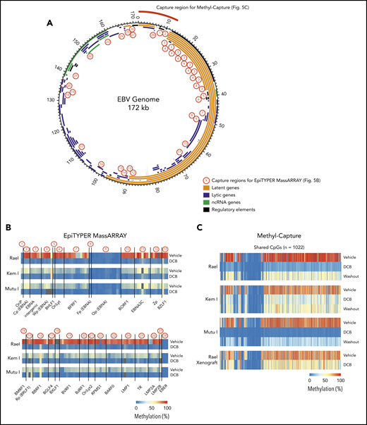 Global EBV DNA hypomethylation is observed after decitabine treatment in latency I EBV+ BL. (A) EBV genome plot. Latent, lytic, noncoding RNA genes and regulatory regions are color coded as indicated. Capture regions for EpiTYPER MassARRAY methylation analysis are indicated with red numbers. Twenty-eight regions were selected across the genome (1-13 CpGs per region) representing primarily EBV gene promoters. Capture region for Methyl-Capture sequencing is also depicted. (B) Heatmap of quantitative DNA methylation levels as analyzed by EpiTYPER MassARRAY in vehicle- and decitabine-treated cells. (C) Heatmap of methylation of CpGs, n = 1022 from methyl-capture sequencing. Washout, cells treated with drug × 48 hours followed by 7 days of incubation in media without drug.