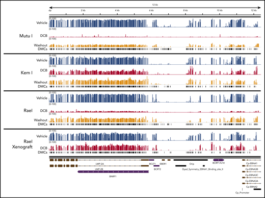 Localization of differentially methylated CpGs in decitabine-treated BL cell lines and xenografts. Decitabine- and vehicle-treated cells and xenograft tumors were evaluated with Methyl-Capture sequencing as described above. Differentially methylated areas were mapped to the EBV genome using Integrative Genomics Viewer (Broad Institute; https://software.broadinstitute.org/software/igv). DMCs, differentially methylated cytosines.