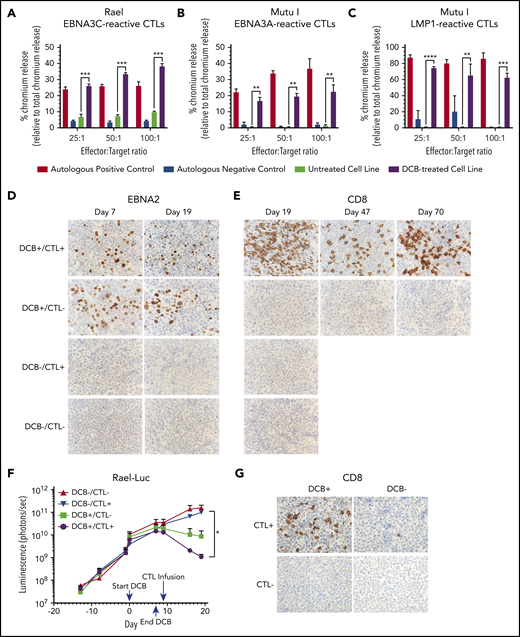 Decitabine treatment results in T-cell–mediated lysis in vitro and T-cell trafficking to tumors in vivo. (A-C) Chromium-release assay in the indicated cell lines incubated with EBV-CTLs reactive to EBNA3C, EBNA3A, or LMP1 as labeled. BL cells were treated with decitabine at 50 nM (Rael) or 250 nM (Mutu I) or vehicle control for 72 hours. Controls are as follows: (A) autologous dendritic cells with A0201 HLA loaded with EBNA3C peptide (positive control) and autologous dendritic cells with A0201 HLA alone (negative control), (B) EBV-transformed autologous BLCL (positive control) and autologous dendritic cells (negative control), and (C) EBV-transformed autologous BLCL (positive control) and autologous phytohemagglutinin-activated blasts (negative control). ** P < .01, ***P < .001, ****P < .0001. (D-E) IHC for EBNA2 and CD8 in xenograft tumors as indicated. Microscope, Olympus BX 43 microscope; camera, Jenoptik ProgResCF; software, ProgRes Mac Capture Pro, 2013. Original magnification ×600 with a 60/0.80 objective lens. (F) Bioluminescence in Rael-luciferase xenografts. *P < .05. (G) IHC for CD8 in Mutu I xenografts in the indicated treatment cohorts. Upon engraftment, Mutu I xenograft mice were randomized to treatment with decitabine at 1 mg/kg daily × 3 days or vehicle control followed by EBV-CTLs twice weekly vs control with 4 mice in each cohort. Mice were humanely sacrificed at the time of tumor growth >2000 mm3 or at day 18 to evaluate for T-cell trafficking to tumor.