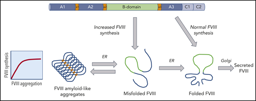 Model for the intracellular trafficking of FVIII that can result in the formation of aggregates. The FVIII polypeptide chain enters the ER where chaperone proteins facilitate folding and stabilize FVIII. In the setting of increased FVIII expression, FVIII can misfold and form aggregates. The formation of these amyloid-like aggregates may be reversible under specific conditions.