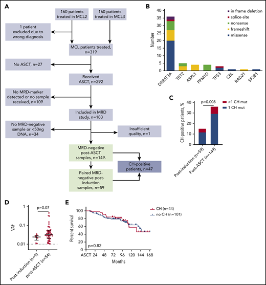 CH mutations detected in the MRD−samples of 149 patients. (A) Flowchart of study patients. (B) Landscape of CH mutations in 149 MRD− post-ASCT samples. (C) Prevalence of CH mutations in MRD− samples from postinduction (n = 59) and post-ASCT (n = 149) time points. Statistics by χ2 test. (D) Variant allele frequency (VAF) of 9 postinduction CH mutations and 54 post-ASCT CH mutations. Analyzed by Mann-Whitney U test. (E) Overall survival of patients with and without CH mutations at post-ASCT time point, compared by log-rank test.