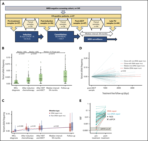 Longitudinal investigation of CH mutations in 47 patients. (A) Overview of samples for longitudinal investigation. (B) Evolution of CH mutation at the 4 time points. Black horizontal lines represent medians; boxes, interquartile ranges (IQRs); and vertical lines, 1.5 × IQRs. Percentages at the top indicate the relative change in VAF size of the CH mutations in paired samples. P values were calculated by Wilcoxon rank sum test for paired samples. (C) Evolution of DNA repair mutations (red) and non-DNA repair mutations (turquoise) at the 4 time points. Black horizontal lines indicate medians; boxes, IQRs; and vertical lines, 1.5 × IQRs. P values indicate the differences in VAF change between the 2 groups (for paired samples only) by Mann-Whitney U test. (D) Evolution of DNA repair (red) and non-DNA repair (turquoise) mutations during chemotherapy-free follow-up. P values indicate the comparison of the coefficients of the 2 linear regression models for the DNA repair and non-DNA repair VAFs, respectively. (E) Illustrates the presence of posttreatment CH mutations at the time point before any chemotherapy was administered. Closed circles represent mutations detected by next-generation sequencing (NGS); Xs, mutations detected by droplet digital polymerase chain reaction (ddPCR); and the open circle, the 1 undetected mutation. Gray area represents the range of detection limits for the ddPCR assays; red, DNA repair mutations; turquoise, non-DNA repair mutations. BEAC, carmustine, etoposide, cytarabine, and cyclophosphamide; BEAM, carmustine, etoposide, cytarabine, and melphalan; FU, follow-up; R hd AraC, rituximab plus high-dose cytarabine; R-maxi-CHOP, rituximab, cyclophosphamide (1200 mg/m2), doxorubicin (75 mg/m2), vincristine (2 mg), prednisolone (100 mg) day 1-5.