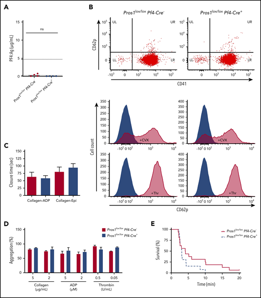 Lack of PS in platelets does not affect platelet activation state in steady state, platelet aggregation ex vivo, and platelet-dependent VTE in vivo. (A) PF4 antigen levels in plasma from Pros1lox/loxPf4-Cre− and Pros1lox/loxPf4-Cre+ mice (ns, not significant; P = .145). Data are expressed as median. The normal range of the PF4 antigen concentration in mouse plasma (0.26-4.70 µg/mL) provided by the manufacturer is indicated in the y-axis by dashed lines. (B) Flow cytometry analysis of CD62p and CD41 on resting and convulxin (10 µg/mL)-activated or thrombin (10 U/mL)-activated platelets. (C) Platelet Function Analyzer-100 closure time using collagen-ADP and collagen-epinephrine (collagen-Epi) cartridges to activate platelets in whole blood from Pros1lox/loxPf4-Cre− and Pros1lox/loxPf4-Cre+ (n = 5/genotype). Data are expressed as mean ± SEM. (D) Aggregation of washed platelets suspensions were initiated by adding different concentrations of collagen, ADP (in presence of 2 mg/mL fibrinogen), and thrombin. Results are given as mean ± SEM of at least 3 independent experiments; each of them was obtained from platelet pools (n = 4 mice/genotype). (E) Venous thromboembolism model induced by an intravenous injection of collagen-epinephrine in Pros1lox/loxPf4Cre− (straight line; n = 16) and mice Pros1lox/loxPf4Cre+ (dashed line; n = 13) mice.