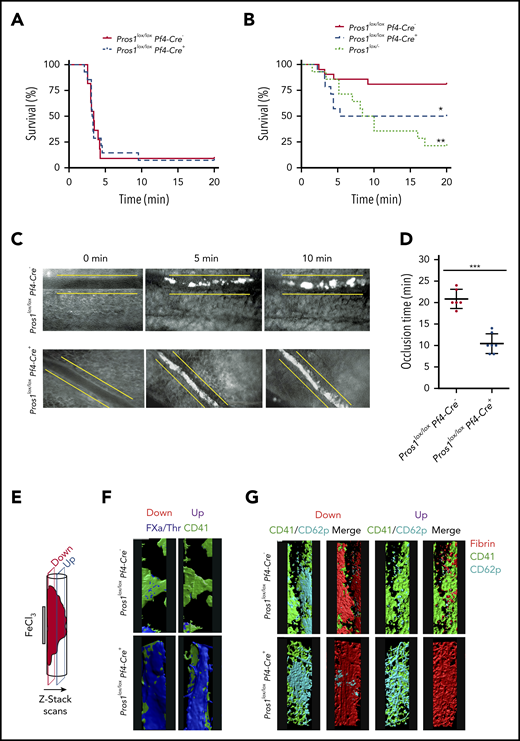 Platelets PS limits thrombus propensity and affects thrombus composition. (A-C) TF-induced venous thromboembolism using high dose of recombinant TF in A (1/2 dilution of Innovin; ∼4.3 nM TF) and low dose in panels B and C (1/8 dilution of Innovin; ∼1.1 nM TF). In panel A, no differences were found between Pros1lox/loxPf4-Cre− (straight line; n = 14) and Pros1lox/loxPf4-Cre+ (dashed line, n = 14). (B) Pros1lox/loxPf4-Cre+ (dashed line; n = 14) and Pros1lox/− (dotted line, n = 14) mice showed higher mortality than Pros1lox/loxPf4-Cre− (straight line; n = 14) mice. (C) Thrombus formation in FeCl3-injured mesenteric arterioles recorded by intravital microscopy in Pros1lox/loxPf4-Cre− and Pros1lox/loxPf4-Cre+ mice, representative experiment (n = 7/genotype). Recorded occlusion time is shown in panel D. (E-G) Thrombi were collected 20 minutes after FeCl3 challenge and processed to confocal microscopy, pictures were taken close to the lesion side and on the top of the thrombus as shown in panel E. Confocal microscopy of the thrombi analyzed 20 minutes after the FeCl3 injury and stained for FXa and thrombin and CD41 (F; scale bar, 50 μM) as well as for insoluble fibrin, CD41, and CD62p (G; scale bar, 50 μM). Data are expressed as mean ± SEM. *P < .05; **P ≤ .01; ***P ≤ .001.