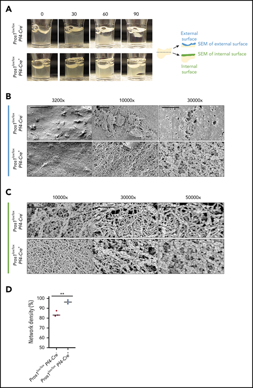 Effect of the lack of PS in platelets on clot contraction. (A) Representative images of clot contraction at different points after induction with thrombin 10 U/mL in Pros1lox/loxPf4Cre− and Pros1lox/loxPf4Cre+ PRP (n = 3/genotype). (B) Representative SEM images of the contracted clot at the external surface at different magnifications: scale bar, 10, 2, and 1 µm for ×3200, ×10 000, and ×30 000, respectively). (C) Representative SEM images of the contracted clot in the middle of the clot at different magnifications: scale bar, 2 and 1 µm for ×10 000 and ×30 000, respectively; scale bar, 500 nm for ×50 000. (D) Quantification of fibrin network density in Pros1lox/loxPf4Cre− and Pros1lox/loxPf4Cre+ mice. Measurements are presented as mean ± SEM. **P ≤ .01.