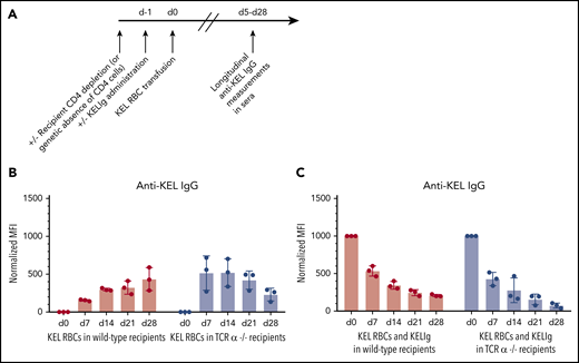 KELIg prevents alloimmunization independently of recipient CD4+ T cells. (A) General experimental design: recipients depleted of CD4+ T cells were transfused with KEL RBCs in the presence or absence of KELIg, and anti-KEL IgG alloimmune responses were measured longitudinally in serum posttransfusion. (B) Total anti-KEL IgG measured in the serum of recipients following a KEL RBC transfusion in the absence of KELIg, or (C) in the presence of KELIg. These data are representative of 3 independent experiments with 3 to 5 mice per group per experiment (in total, 11 and 11 mice were studied across 3 experiments in panel B with the same number studied in panel C). There were no statistically significant differences between groups; error bars indicate standard deviation between individual mice. MFI, mean fluorescence intensity.