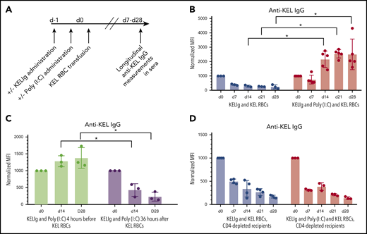 Poly(I:C) causes breakthrough anti-KEL alloimmunization despite KELIg immunoprophylaxis. (A) General experimental design: recipients were passively immunized with KELIg, followed by treatment with poly(I:C) or a saline control, followed by transfusion with murine RBCs expressing the human KEL glycoprotein. Alloimmune responses were measured longitudinally in serum posttransfusion. (B) Total anti-KEL IgG measured in the serum of recipients from day 0 to day 28 posttransfusion. (C) Experiment altering the timing of poly(I:C) administration; in this instance, poly(I:C) was administered 4 hours before or 36 hours following KEL RBC transfusion. (D) Animals depleted of CD4+ T cells using GK1.5 antibody were treated with KELIg and transfused in the presence or absence of poly(I:C), with anti-KEL IgG measured longitudinally. These data are representative of 2 to 3 independent experiments, with 3 to 6 mice per group per experiment (in total, 13 and 15 mice were studied across 3 experiments for panel A; 6 and 6 mice were studied across 2 experiments for panel B; 11 and 10 mice were studied across 3 experiments for panel C). *P < .05; error bars indicate standard deviation between mice.