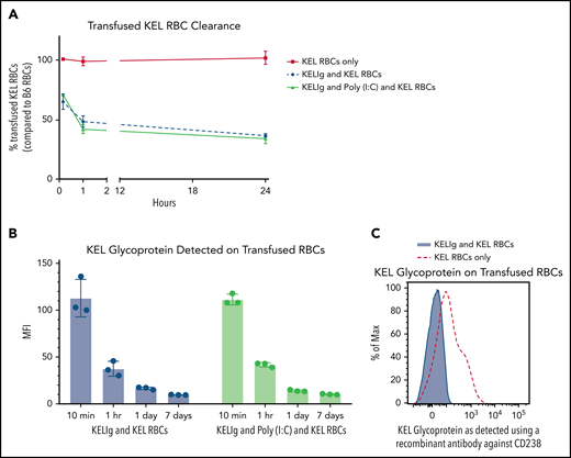 KEL RBC clearance and modulation of the KEL antigen in the setting of KELIg immunoprophylaxis are similar with or without poly(I:C). (A) KEL RBCs labeled with the lipophilic dye DiO were mixed with wild-type RBCs labeled with the lipophilic dye DiI and transfused into recipients treated with KELIg, in the presence or absence of KELIg; posttransfusion RBC recovery and survival were measured and are presented as a ratio of KEL RBCs to wild-type RBCs. (B) Recovered DiO-labeled KEL RBCs were evaluated for KEL glycoprotein antigen expression after incubation with KELIg and a fluorescently conjugated anti-mouse IgG. (C) Recovered DiO-labeled KEL RBCs in animals treated with or without KELIg were also evaluated for KEL glycoprotein expression using a recombinant antibody against CD238. The data in panels A and B are representative of 3 independent experiments with 3 mice per group per experiment (total of 9 and 9 mice); the data in panel C are representative of 2 independent experiments with 2 to 3 mice per group per experiment (total of 5 and 5 mice); error bars indicate standard deviation between mice.