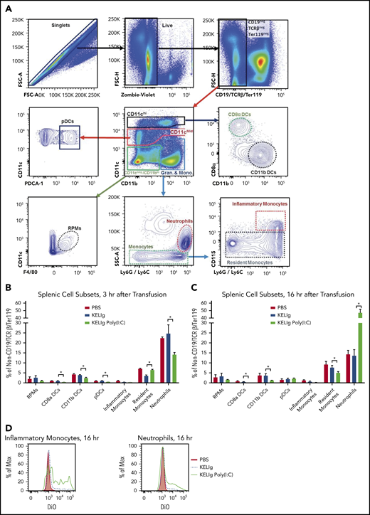 Poly(I:C) and KELIg immunoprophylaxis shift phagocytosis of transfused KEL RBCs away from CD8α DCs and toward inflammatory monocytes. (A) Gating strategy for splenic cell subsets. DiO-labeled KEL RBCs were transfused to animals treated with KELIg in the presence or absence of poly(I:C), and splenic cell subsets were evaluated at 3 and 16 hours posttransfusion (B-C). (D) Representative histograms for DiO RBC fluorescence patterns of splenic cell subsets, after first excluding TER119-positive RBCs on the exterior of the splenic cells, and DiO expression by the splenic cell subsets evaluated at 3 and 16 hours posttransfusion (E-F). These data are representative of 2 to 3 independent experiments with 3 mice per group per experiment (in total, 9, 9, and 9 mice were studied across 3 experiments for panels B and E; 6, 6, and 6 mice were studied across 2 experiments for panels C and F). *P < .05 between KELIg and KEL RBCs in the presence or absence of poly(I:C); error bars indicate standard deviation between mice. FSC, forward scatter; PBS, phosphate-buffered saline; pDCs, plasmacytoid dendritic cells; RPMs, red pulp macrophages.