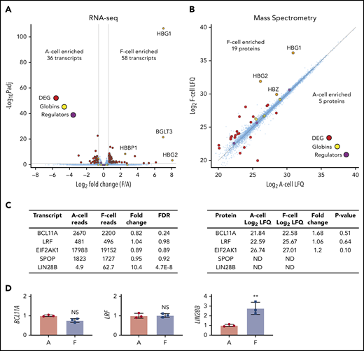 Analysis of HUDEP2-derived F and Aerythroblasts. (A) RNA-seq analysis of day 7 differentiated HUDEP2 F and A cells from 3 independent subclones. False discovery rate (FDR) <0.05; fold change >1.5. (B) MS analysis of day 6 differentiated HUDEP2 F and A cells. Approximately 6000 proteins were detected. P < .05; fold change >2. Globin transcripts and known HbF regulators (BCL11A, LRF, EIF2AK1, and SPOP) are highlighted. (C) Transcript (left) and protein (right) levels of selected HbF regulators. Transcript data are shown as normalized reads. (D) RT-PCR quantification of selected HbF regulators from sorted HUDEP2 day 7 F and A cells. Data are shown as mean ± SD. **P < .01 vs A cells. DEG, differentially expressed genes; LFQ, label-free quantification intensity; Padj, adjusted P value.