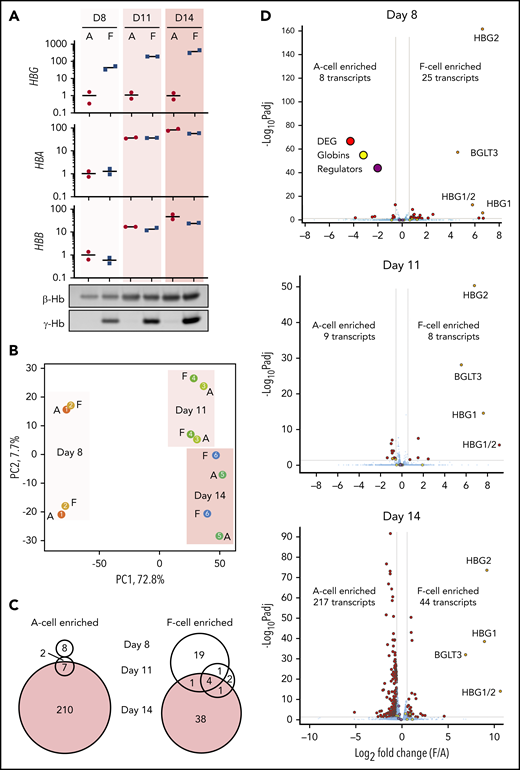 RNA-seq analysis of CD34+ HSPC-derived Fcells at different stages of differentiation. CD34+ cells from 2 independent donors were cultured, and stage-matched F cells were sorted on days 8, 11, and 14 of differentiation. (A) RT-PCR and western blot analysis of globins. RT-PCR data are normalized to mean expression of 3 housekeeping genes and shown relative to day 8 A cells as individual values and mean. (B) Principal component (PC) analysis of RNA-seq data from sorted F and A cells. Two biological replicates are shown for each time point. (C) Venn diagrams showing overlap of F-cell enriched or A-cell enriched transcripts between different days of differentiation. (D) RNA-seq data from days 8, 11, and 14 of differentiation. Average data from 2 replicates is shown. FDR <0.05; fold change >1.5. Globin transcripts and known HbF regulators (BCL11A, LRF, EIF2AK1, and SPOP) are highlighted.