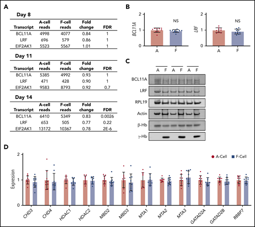 Known HbF regulators are not differentially expressed in CD34+ HSPC-derived Ferythroblasts. (A) RNA-seq transcript levels of selected known HbF regulators. Data are shown as average normalized reads from 2 biological replicates. (B) RT-PCR analysis of BCL11A and LRF expression from sorted day 11 F and A cells from a total of 9 donors across 3 experiments. Data are shown relative to A cells as mean ± SD. (C) Western blot analysis of HbF regulators from sorted day 11 F and A cells from 3 separate donors. (D) RT-PCR analysis of NuRD complex components from sorted day 11 F and A cells from a total of 9 donors across 3 experiments. Data are shown relative to A cells as mean ± SD.