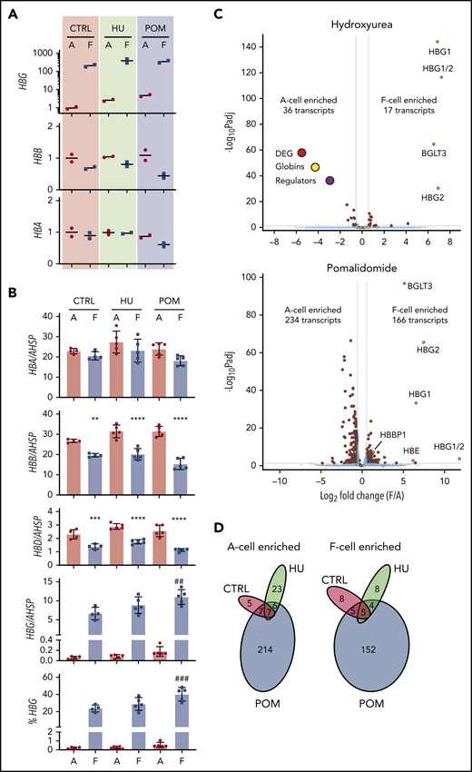 F-cell analysis after treatment with hydroxyurea and pomalidomide. Primary erythroid cultures from 2 donors were treated with vehicle (CTRL), hydroxyurea (HU), or pomalidomide (POM) starting on day 6 of culture. F and A erythroblasts were sorted on day 11 of culture. (A) RT-PCR analysis of globin transcript expression, normalized to mean expression of 3 housekeeping genes and shown relative to untreated A cells. (B) Globin transcript analysis by ddPCR in treated cells from a total of 5 donors. All graphs show individual data points as well as mean ± SD. **P < .01 vs A cells; ***P < .001 vs A cells; ****P < .0001 vs A cells; ##P < .01 vs control F cells; ###P < .001 vs control F cells by 1-way analysis of variance. (C) RNA-seq data comparing A and F cells in hydroxyurea (top) and pomalidomide (bottom) cultures. Average data from 2 replicates is shown. FDR <0.05; fold change >1.5. Globin transcripts and known HbF regulators (BCL11A, LRF, EIF2AK1, and SPOP) are highlighted. (D) Venn diagrams showing overlap of F-cell enriched or A-cell enriched transcripts between different treatment conditions.