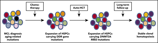 Evolution of clonal hematopoiesis during treatment of persons with MCL. HSPCs acquire somatic mutations with aging, resulting in the production of a genetically heterogenous pool of HPSCs. Genotoxic stress induced by chemotherapy favors the selection of HSP-Cs carrying mutations of DNA damage response genes, such as TP53 and PPM1D (red cells). Auto-HCT induces replicative stress and potentially other stresses related to an altered bone marrow microenvironment. In this study, auto-HCT was associated with the selective expansion of HPSCs carrying DNTM3A R882 mutations (purple cells). During long-term follow-up, the existing clonal hematopoiesis was mostly stable.