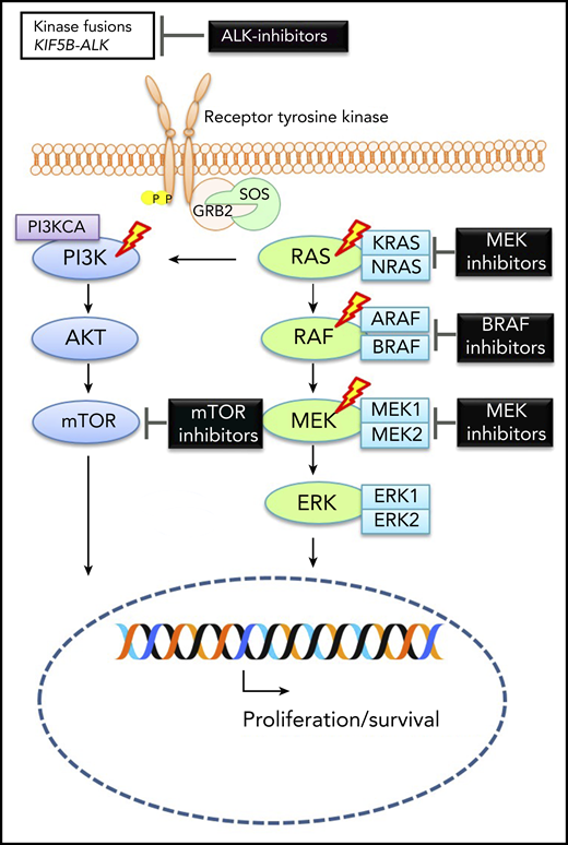Molecular alterations in ECD. Graphic depicting MAP-kinase pathway signaling in ECD with therapeutic targets. The lightning bolts indicate most common genes that are altered in ECD. See Figure 1A in the article by Goyal et al that begins on page 1929.