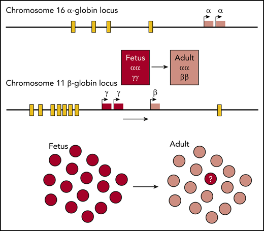 Hemoglobin is a tetramer comprising 2 α-like and 2 β-like globin chains encoded by genes in the unlinked α- and β-globin loci. Globin gene expression is regulated by distal enhancers (yellow boxes). The γ-globin gene is expressed during fetal life where it contributes to HbF but is silenced around the time of birth. However, normal adults express a small but variable amount of γ-globin in a small proportion of red cells called F cells. The question addressed here is what underlies γ-globin expression in the small numbers of HbF-containing cells. Answering this underlies strategies for therapeutic reexpression of γ-globin in adult life, which has the potential to ameliorate, or even cure, the major hemoglobinopathies, β-thalassemia and sickle cell disease.