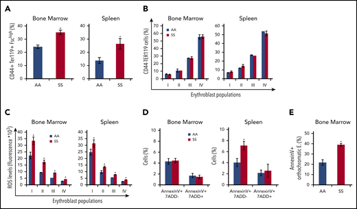 Expanded erythropoietic activity in the BM, extramedullary splenic erythropoiesis, and erythroid oxidative stress are characteristics of SCD mice. (A) Cytofluorimetric analysis of total erythroid precursors from the BM and the spleen of AA and SS mice using a CD44-Ter119 gating strategy in BM and spleen. (B) Erythroblast subpopulations determined by CD44-Ter119 gating strategy. Population I corresponds to proerythroblasts, population II corresponds to basophilic erythroblasts, population III corresponds to polychromatic erythroblasts, and population IV corresponds to orthochromatic erythroblasts. The percentage of subpopulations was analyzed. (C) ROS levels in erythroid precursors from the BM and the spleen were analyzed. (D) Amount of Annexin V+ 7AAD− or 7AAD+ total erythroblasts (CD45− TER119+ CD44+ FSChi cells) from the BM and the spleen were analyzed. (E) Amount of Annexin V+ orthochromatic erythroblasts (E; CD45− TER119+ CD71+ FSClow cells) from BM, using the CD71-TER119 cytofluorimetric strategy, as shown in supplemental Figure 4B, was analyzed. All bar graphs are mean ± standard error of the mean (n = 6 for each experiment; 14-16 weeks old; 4 female mice and 2 male mice). *P < .05, Student t test.