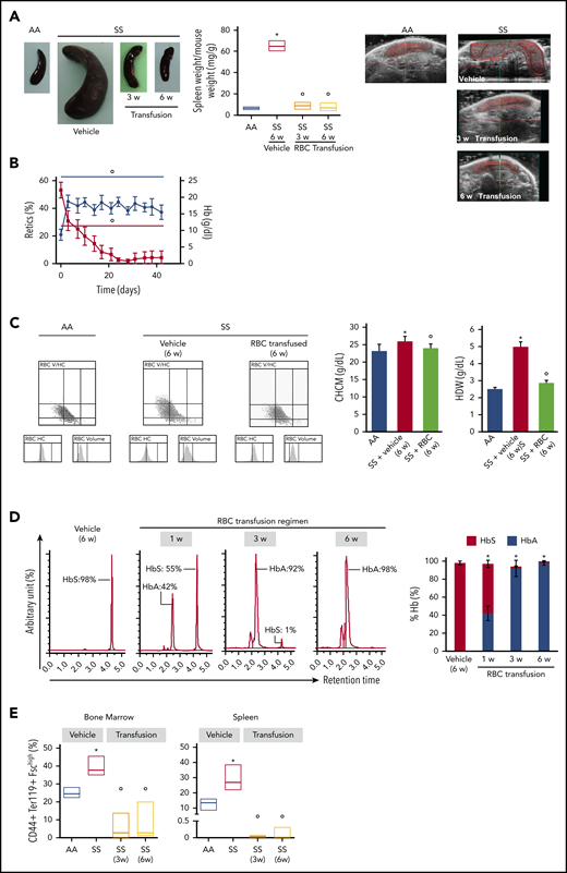 Transfusion of healthy mouse RBCs reverses SCD mouse phenotype. (A) Macroscopic appearance of spleen from AA mice and SS mice treated with vehicle or transfusion (left panel). One representative image from 6 mice per group is shown. Transfused SS mice were euthanized at 3 weeks (3 w) and 6 weeks (6 w) of treatment. Bar graph showing ratio of spleen weight/mouse weight for AA and SS mice treated with vehicle or transfusion (n = 6; 14-16 weeks old; 3 female mice and 3 male mice) (middle panel). Representative ultrasound images of intact AA and SS spleens followed up during treatment with vehicle or transfusion illustrating the dimension of the spleen (right panels). The solid red lines depict the 3D spleen reconstruction, showing the time-dependent reduction in the spleen in transfused SS mice. Spleen volumes were determined using Vevo software (supplemental Figure 7A). *P < .05 vs AA mice, °P < .05 vs vehicle-treated SS mice, 2-way analysis of variance (ANOVA) with Bonferroni correction for multiple comparisons. (B) Hemoglobin (Hb) and reticulocyte (Retics) counts in SS mice during the 6-week RBC transfusion regimen (n = 6; 10-16 weeks old; 3 female mice and 3 male mice). The red line refers to reticulocytes, and the blue line refers to hemoglobin. °P < .05 vs baseline values, 1-way ANOVA with the Dunnett test for longitudinal comparison. (C) Distribution graphs generated for RBC volume and hemoglobin concentration (RBC HC) of RBCs from AA mice and SS mice treated with vehicle or transfusion (left panels). The single experiment shown is representative of 6 additional experiments with similar results. Related values for cell hemoglobin concentration mean (CHCM) and hemoglobin distribution width (HDW) are shown in the bar graph (right panels). n = 6 (14-16 weeks old; 3 female mice and 3 male mice). *P < .05 vs AA mice, °P < .05 vs vehicle-treated SS mice, 2-way ANOVA with Bonferroni correction for multiple comparisons. (D) Representative reverse-phase HPLC of hemolysates from SS mice transfused with AA RBCs at 1 week (1 w), 3 weeks (3 w), and 6 weeks (6 w) of the transfusion regimen (left panel). Quantitation of HbS and HbA in SS mice treated with vehicle or transfusion at 1, 3, and 6 weeks of RBC transfusion, shown as the percentage of total Hb (right panel; n = 6; 10-16 weeks old; 3 female mice and 3 male mice). Data are mean ± standard error of the mean (SEM). *P < .02 vs baseline values, 1-way ANOVA with the Dunnett test for longitudinal comparison. (E) Frequency of CD44+ Ter119+ FSChi cells in the BM (left panel) and spleen (right panel) from AA mice and SS mice treated with vehicle or transfusion at 3 weeks (3w) and 6 weeks (6w) of RBC transfusion (n = 6; 10-16 weeks old; 3 female mice and 3 male mice). The boxes of the graphs represent the interquartile range (difference between the 25th and 75th percentile) with a middle line for the median. *P < .05 vs AA mice, °P < .02 vs SS mice, 2-way ANOVA with Bonferroni correction for multiple comparisons.