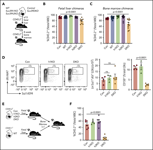 Loss of both Suv39h1 and Suv39h2 enzymes results in poor HSC potential and a reduced frequency of long term HSCs. (A) Schematic of primary and secondary hematopoietic reconstitution of different genotype donor (CD45.2+) cells into lethally irradiated (2× 550 Gy) recipient hosts (CD45.1+). Suv39h1-deficient, (h1KO), Suv39h2-deficient (h2KO) are matched with littermate WT cells, and double Suv39h-deficient (DKO) are matched with littermate control (Con) cells (Suv39h2het). (B-C) Frequency of donor-derived (CD45.2+) total white blood cells (WBC) for each transplanted mouse through 8 weeks in primary (B) and secondary (C) recipients. Individual data points together with mean and standard error of the mean (SEM) are shown. Data were statistically analyzed by 1-way analysis of variance (ANOVA) with Sidak multiple comparisons test comparing each genotype with relevant control. (D) Frequency and number of LSK cells and frequency of long-term HSC enriched (CD150+) cells in bone marrow from Control, h1KO, and DKO chimeras. Individual data points together with mean and SEM are shown. Data were statistically analyzed by 1-way ANOVA with Dunnett post hoc test. (E) Schematic of competitive hematopoietic reconstitution of different genotype donor cells into lethally irradiated (2× 550 Gy) F1 recipient hosts. (F) Frequency of CD45.2+ white blood cells from each competitive chimera depicted in panel D. Data shown as individual data points together with mean and SEM. Data were normalized to the mean of the control group, which was set at 50%, and were statistically analyzed by 1-way ANOVA with Sidak multiple comparisons test comparing each genotype with Control. ns, not significant.