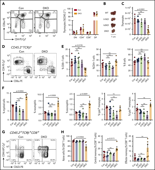 Suv39h DKO results in thymic involution, selective loss of CD8+ T cells, myeloid skewing, and increased frequency of memory cells. (A) Frequencies of CD4+, CD8+, double negative (DN), and DP thymocytes from the thymus of Suv39h1 and h2 DKO and control bone marrow chimeras. (B) Representative images of the dissected thymus from WT, Suv39h1-deficient (h1KO), Suv39h2-deficient (h2KO), and DKO donor bone marrow chimeras. (C) Total thymocyte numbers obtained from mechanical homogenization and red-cell lysis of thymus tissue from donor cells of different genotypes. (D) Representative flow cytometry plots of T cells (PI−CD45.2+TCRβ+) from peripheral lymph nodes of DKO and control bone marrow chimeras. (E) Splenic frequencies of CD8+, CD4+ T cells, and B cells (CD19+) from bone marrow chimeras of different genotype donor cells. (F) Splenic frequencies of myeloid cells from bone marrow chimeras of different genotype donor cells. Total myeloid cells (CD11b+CD11c−), neutrophils (CD11b+Ly6g+Ly6cmid), eosinophils (CD11b+SiglecF+SSChi), inflammatory monocytes/macrophages (CD11b+Ly6g−Ly6cHi), and resident monocytes/macrophages (CD11b+Ly6g−Ly6cLo) are shown. Frequencies of naive (CD62L+CD44−), central memory (CD62L+CD44+), and effector memory (CD62L−CD44+) CD8+ T cells from the (G) peripheral lymph nodes and (H) spleens of different donor genotypes. Data in panels C, E, F, and H are depicted as individual data points together with mean and SEM and were statistically analyzed by 1-way ANOVA with Sidak multiple comparisons test comparing each genotype with relevant control.