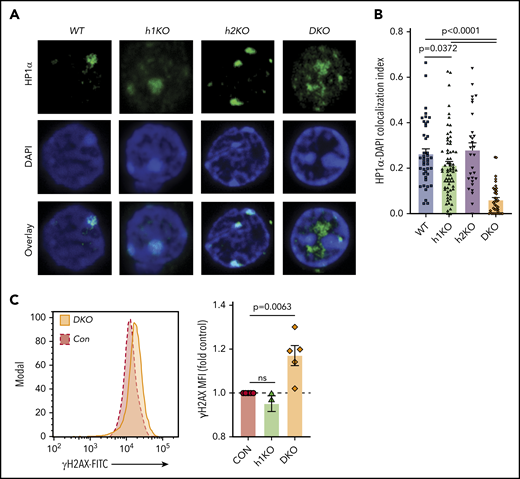 Suv39h DKO stem cells show loss of heterochromatin structure and increased DNA damage. (A) Representative immunofluorescence staining of heterochromatin protein 1-α (HP1α) and colocalization with DAPI bright spots in fluorescence-activated cell sorted LSK cells of different genotypes. Images were captured on a Zeiss 880 LSM Laser Scanning Microscope with Airyscan using a 63× Oil Immersion Objective with Numerical Aperture of 1.4. (B) Quantification of colocalization index of thresholded HP1α staining with DAPI bright spots. Data are shown as individual data points together with mean and SEM. Statistical analysis by 1-way ANOVA with Holm-Sidak post hoc test. n = 42, 68, 30, 37, respectively, pooled from at least 3 mice of each genotype. (C) Phospho-γH2AX staining of bone marrow cells from Suv39h1-deficient (h1KO), Suv39h1- and h2-deficient (DKO), and control chimeras. Median fluorescence intensity (MFI) is shown normalized to control levels. Individual data points are shown together with mean and SEM. Data were statistically analyzed by 1-sample Student t test (2-tailed) compared with a theoretical mean of 1.0. FITC, fluorescein isothiocyanate.