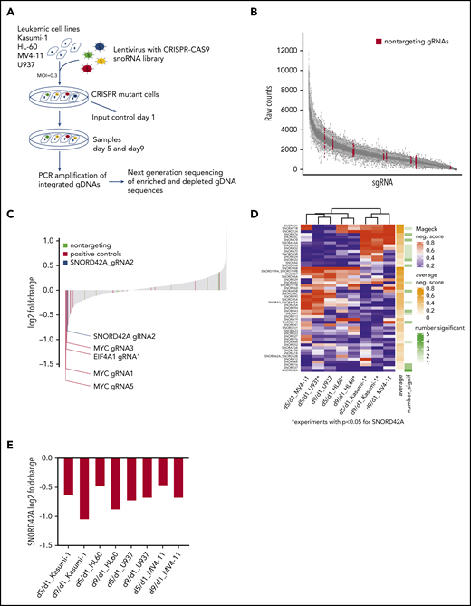 Focused CRISPR-Cas9 screen identifies SNORD42A as a growth regulator for leukemia cells. (A) Experimental design of the CRISPR-Cas9 snoRNA screen. Leukemic cells were infected with the designed CRISPR-Cas9 snoRNA library. Samples were taken at day 1, 5, and 9. The relative frequency of each gRNA was determined by deep sequencing. (B) Number of raw counts for each sgRNA included in the screen. More than 99% of all sgRNAs were detected at day 1 in the analyzed cells. (C) Fold changes of all sgRNAs from day 9 to day 1 as mean from all experiments. The blue bar shows the ratio of SNORD42A gRNA2 (log2 fold change = −0.83). Positive controls are sgRNAs targeting essential genes (c-MYC, EIF4A1, and RUNX1). (D) Clustering of snoRNAs (n = 52) that had a significant (P < .05) negative MAGeCK score in at least on condition (day 5 to day 1 or day 9 to day 1) in 1 cell line. For these snoRNAs, the heatmap shows the negative MAGeCK score from day 5 to day 1 and from day 9 to day 1 for each cell line. *P < .05 for SNORD42A. (E) Changes of SNORD42A gRNA2 as mean of 2 replicates from day 5 to day 1 and from day 9 to day 1 in all cell lines.