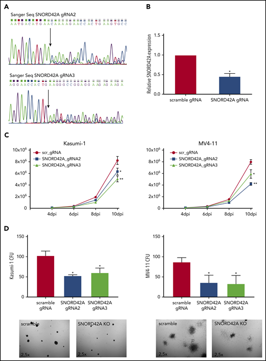 Knockout of SNORD42A inhibits cell proliferation and colony-forming ability. (A) Three gRNAs were used for a single knockout of SNORD42A. Sanger sequencing confirmed genomic mutations for 2 out of the 3 gRNAs tested. (B) Relative expression of SNORD42A in Kasumi-1 cells. RT-PCR was performed with a mixed pool of cells with either CRISPR-Cas9 SNORD42A knockout or scrambled control. Data are shown as mean ± SD from 3 biological replicates. *P < .05, Student t test. (C) Proliferation assay from control and SNORD42A knockout cells in Kasumi-1 and MV4-11 cells. Data are shown as mean ± SD from 3 experiments. *P < .05, **P < .01, Student t test. dpi, days postinfection. (D) Colony-formation assay from control and SNORD42A knockout cells in Kasumi-1 and MV4-11 cells. 300 cells were seeded in methylcellulose. Only colonies with ≥50 cells were counted as colony (microscope: Zeiss AxioVert.A1, objective 2.5×; camera: Zeiss AxiocamMRm). Data are shown as mean ± SD from 3 biological replicates. *P < .05, **P < .01, Student t test.