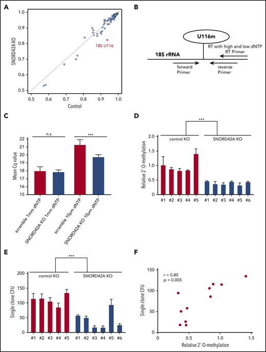 Knockout of SNORD42A reduces the 2′-O-methylation level of U116. (A) The 2′-O-methylation at different rRNA sites in 2 Kasumi-1 SNORD42A knockout (KO; vertical axis) and 3 control (horizontal axis) single clones is indicated. (B) Diagram for analysis of 2′-O-methylation with RT-PCR and different dNTP concentrations. (C) Mean Cq values for high and low dNTP concentrations in the 5 Kasumi-1 SNORD42A knockout and 6 control single clones. Data are shown as mean ± SD; n.s, not significant, ***P < .001, Student t test. (D) Relative 2′-O-methylation at 18S-U116 in 5 control and 6 SNORD42A knockout Kasumi-1 single clones. The data were normalized to the mean of the control. ***P < .001, Student t test. (E) Colony number formed by the same single clones that were used for 2′-O-methylation analysis in Figure 3D. Three hundred cells were seeded in methylcellulose. Data are shown as mean ± SD from 3 replicates, ***P < .001, Student t test. (F) Correlation between the number of colonies forming units and relative 2′-O-methylation in the single clones. Pearson correlation r = +0.80, P = .003. CFU, colony-forming unit.