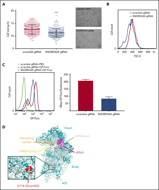 Knockout of SNORD42A reduces cell size and synthesis of nascent polypeptide chains. (A) Mean diameter of SNORD42A knockout (n = 245) and control Kasumi-1 cells (n = 235) (microscope: Zeiss AxioVert.A1, objective 40×; camera: Zeiss AxiocamMRm). Data are shown as mean ± SD; ***P < .001, Student t test. (B) Forward scatter size fluorescence-activated cell sorting histogram of SNORD42A knockout and control Kasumi-1 cells. (C) Fluorescence-activated cell sorting histogram of OP incorporation in SNORD42A knockout and control Kasumi-1 cells and mean intensity of OP-Puro fluorescence in SNORD42A knockout and control Kasumi-1 cells (n = 2 measurements from independent infections). (D) Structure of the 40S ribosome indicating the SNORD42A methylation site U116 in the 40S ribosomal unit (Protein Data Bank accession number 4UG0).